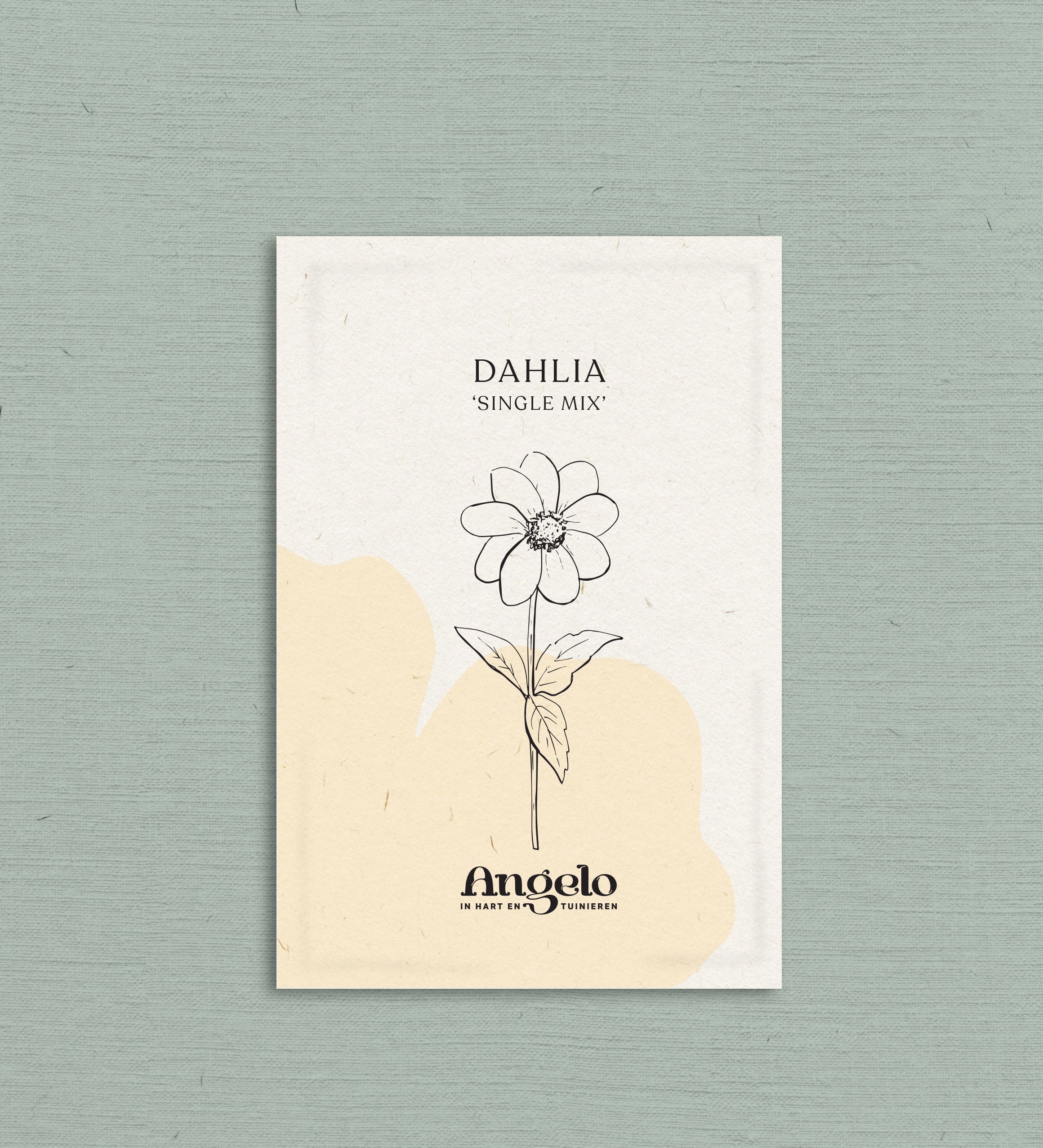 Dahlia hybrida 'Single Mix'-Angelo