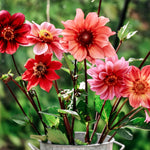 Dahlia hybrida 'Single Mix'-Angelo