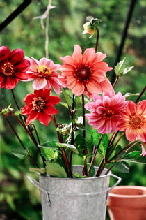 Dahlia hybrida 'Single Mix'-Angelo