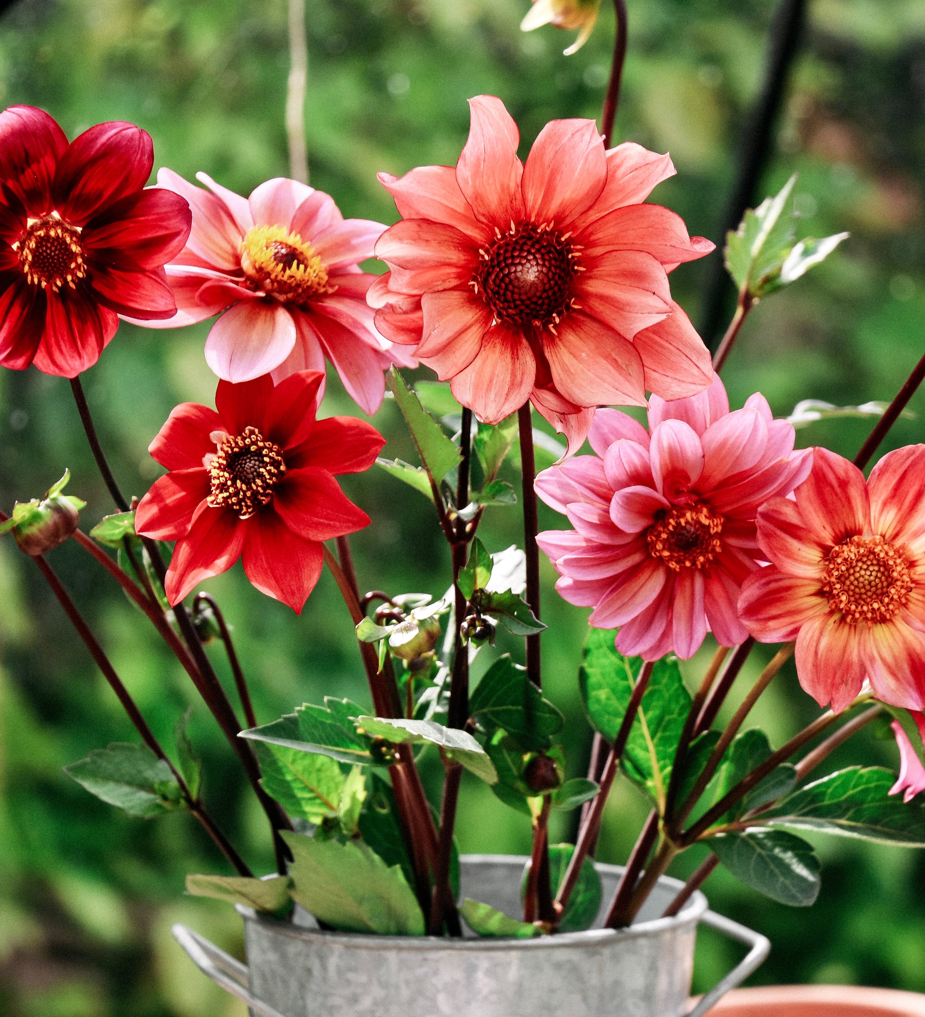 Dahlia hybrida 'Single Mix'-Angelo