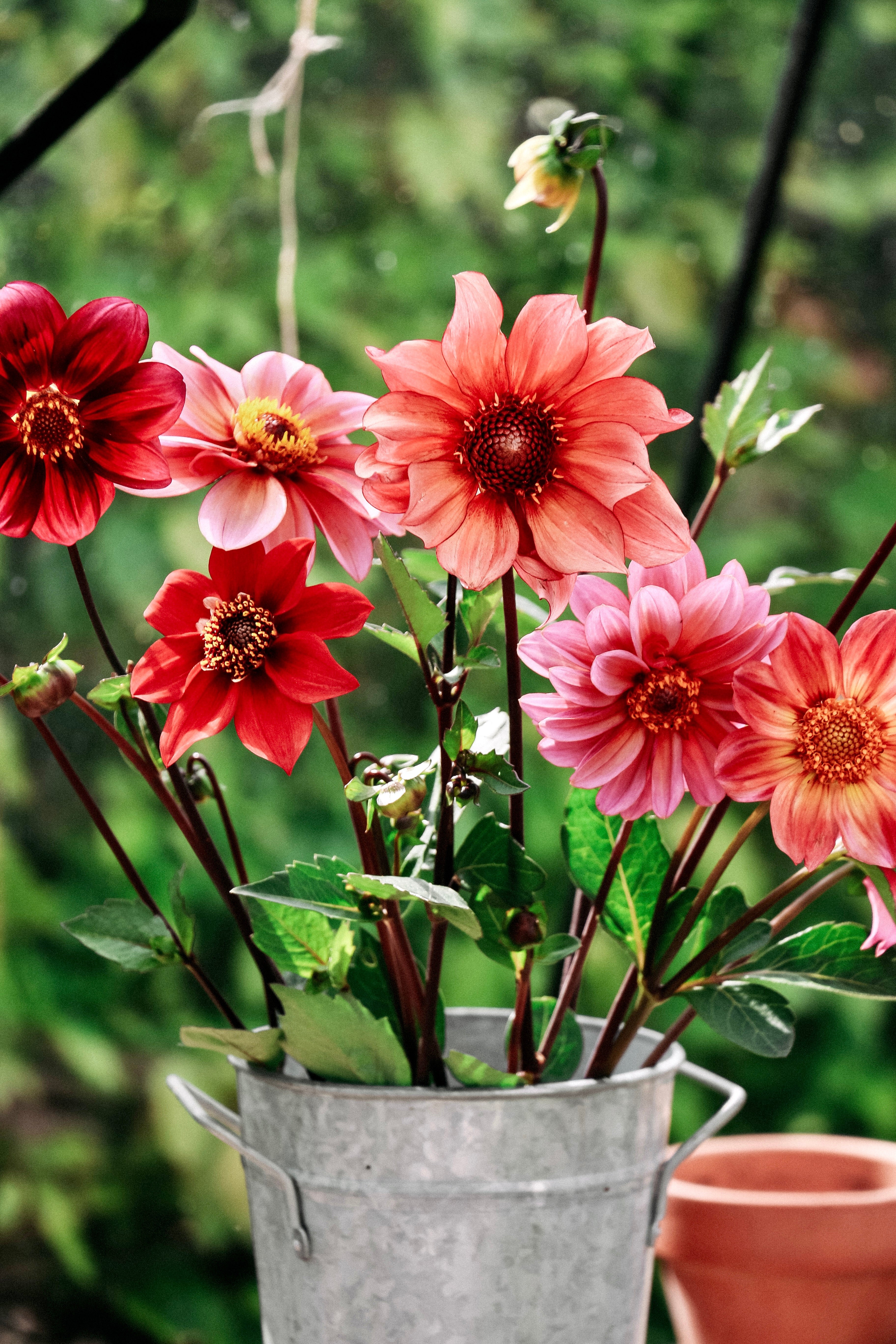 Dahlia hybrida 'Single Mix'-Angelo