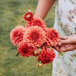 Dahlia 'Iced Tea'-Angelo