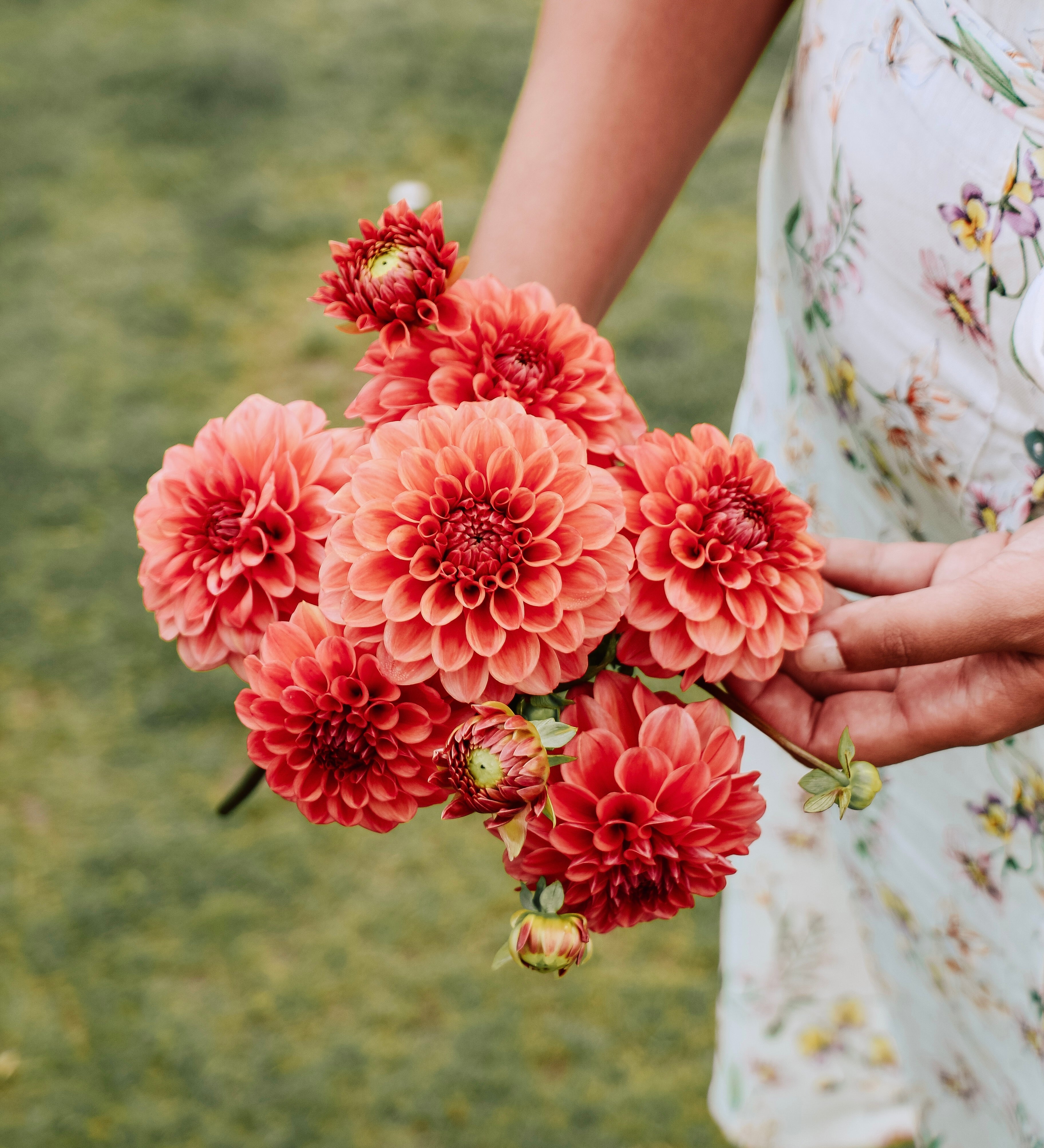Dahlia 'Iced Tea'-Angelo
