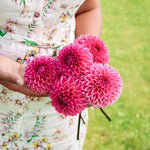 Dahlia 'Jowey Frambo'-Angelo