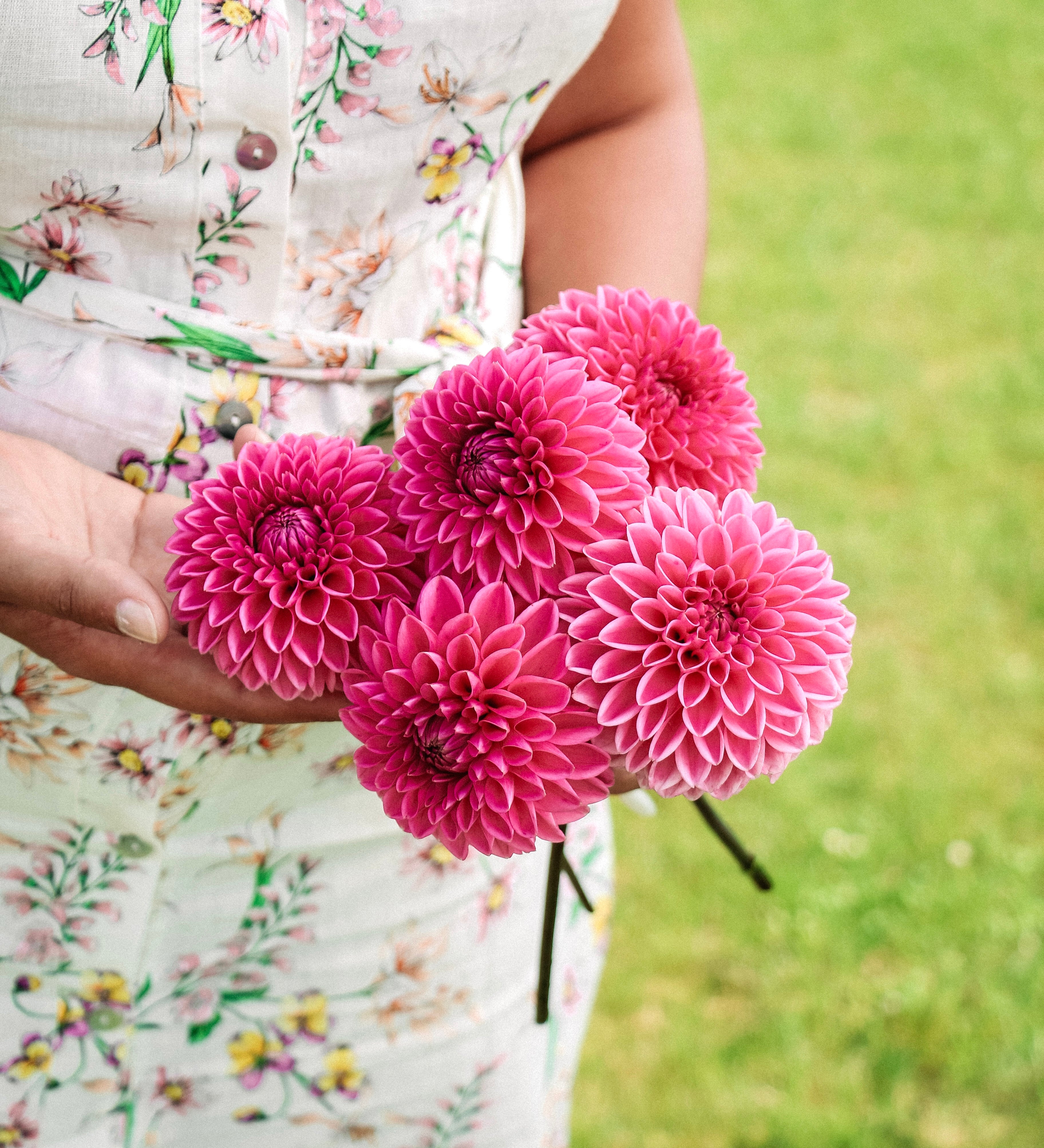 Dahlia 'Jowey Frambo'-Angelo