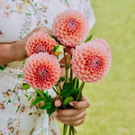 Dahlia 'Linda's Baby'-Angelo