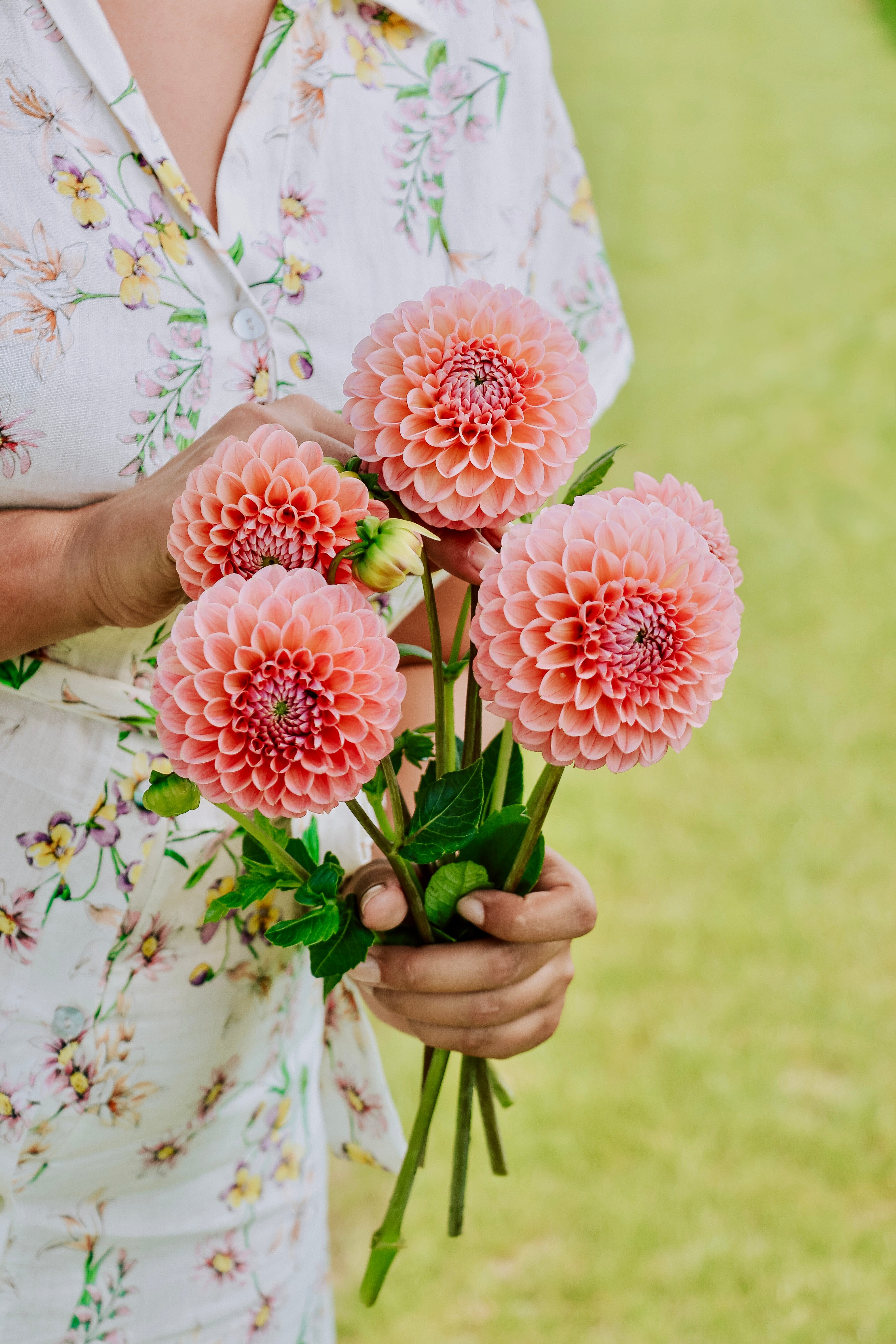 Dahlia 'Linda's Baby'-Angelo