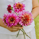 Dahlia 'Mambo'-Angelo