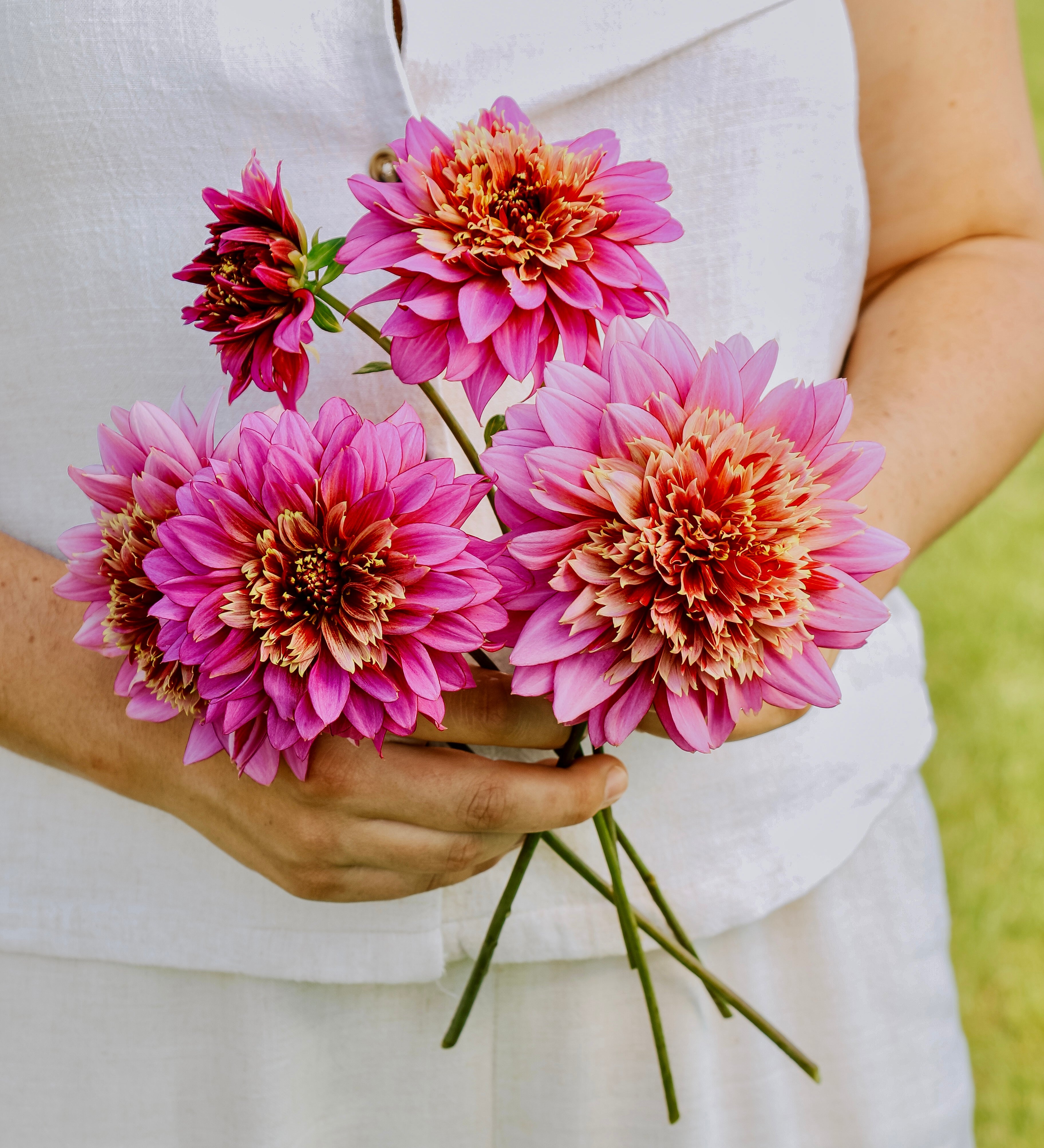 Dahlia 'Mambo'-Angelo
