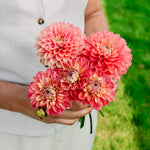 Dahlia 'Melody Allegro'-Angelo