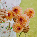 Dahlia 'Moderato'-Angelo