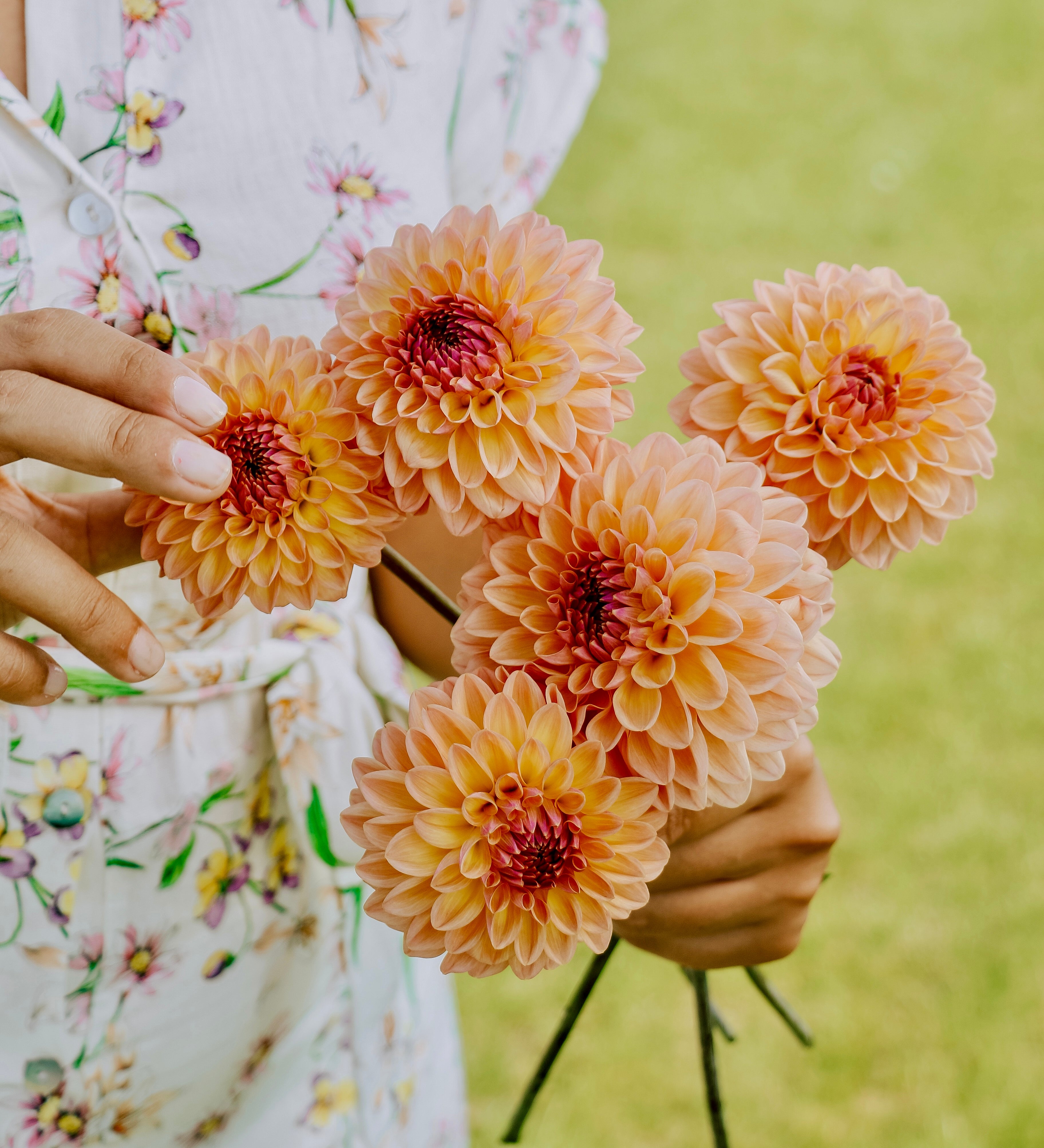 Dahlia 'Moderato'-Angelo