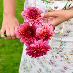 Dahlia 'Molly Raven'-Angelo