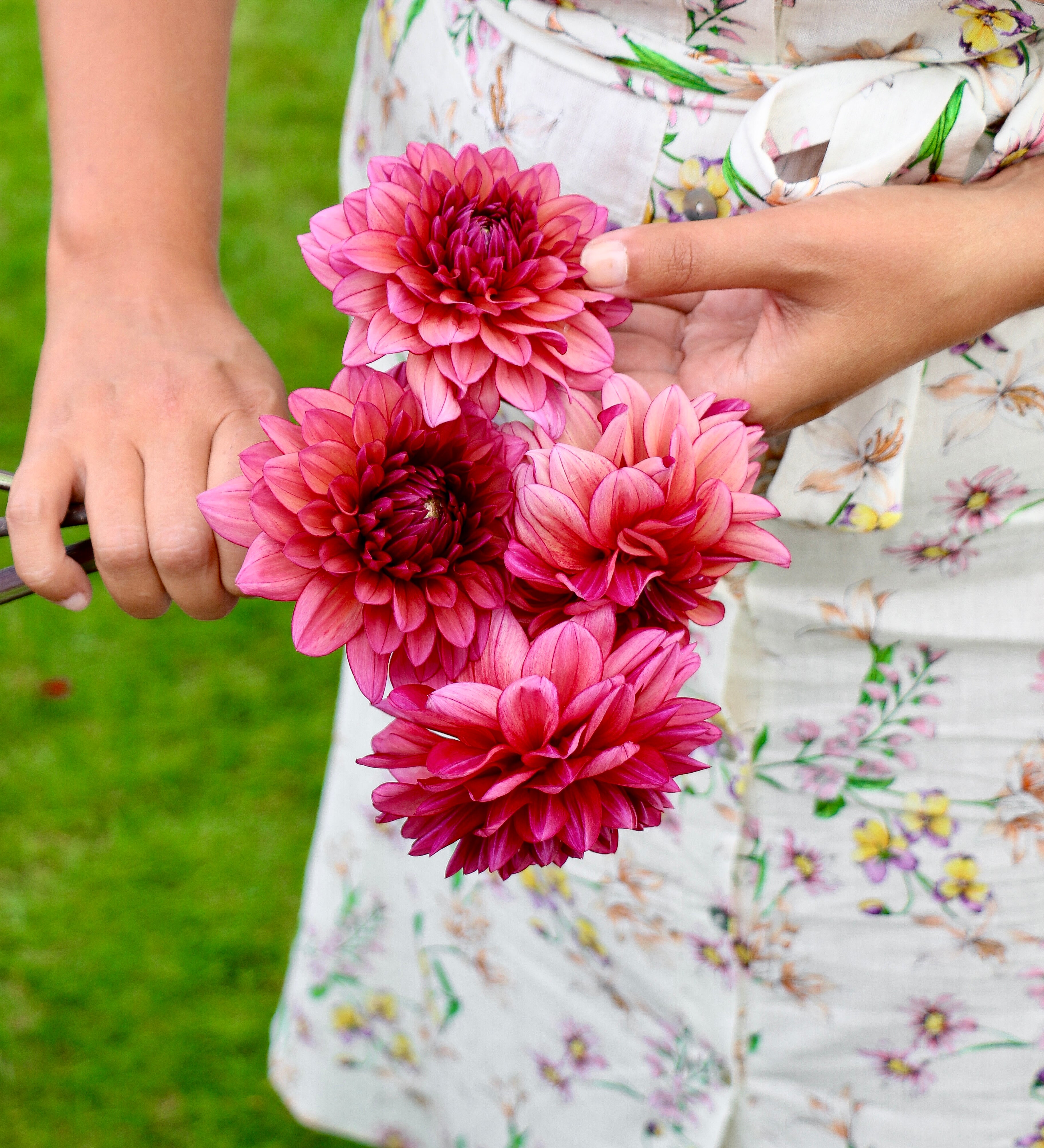 Dahlia 'Molly Raven'-Angelo
