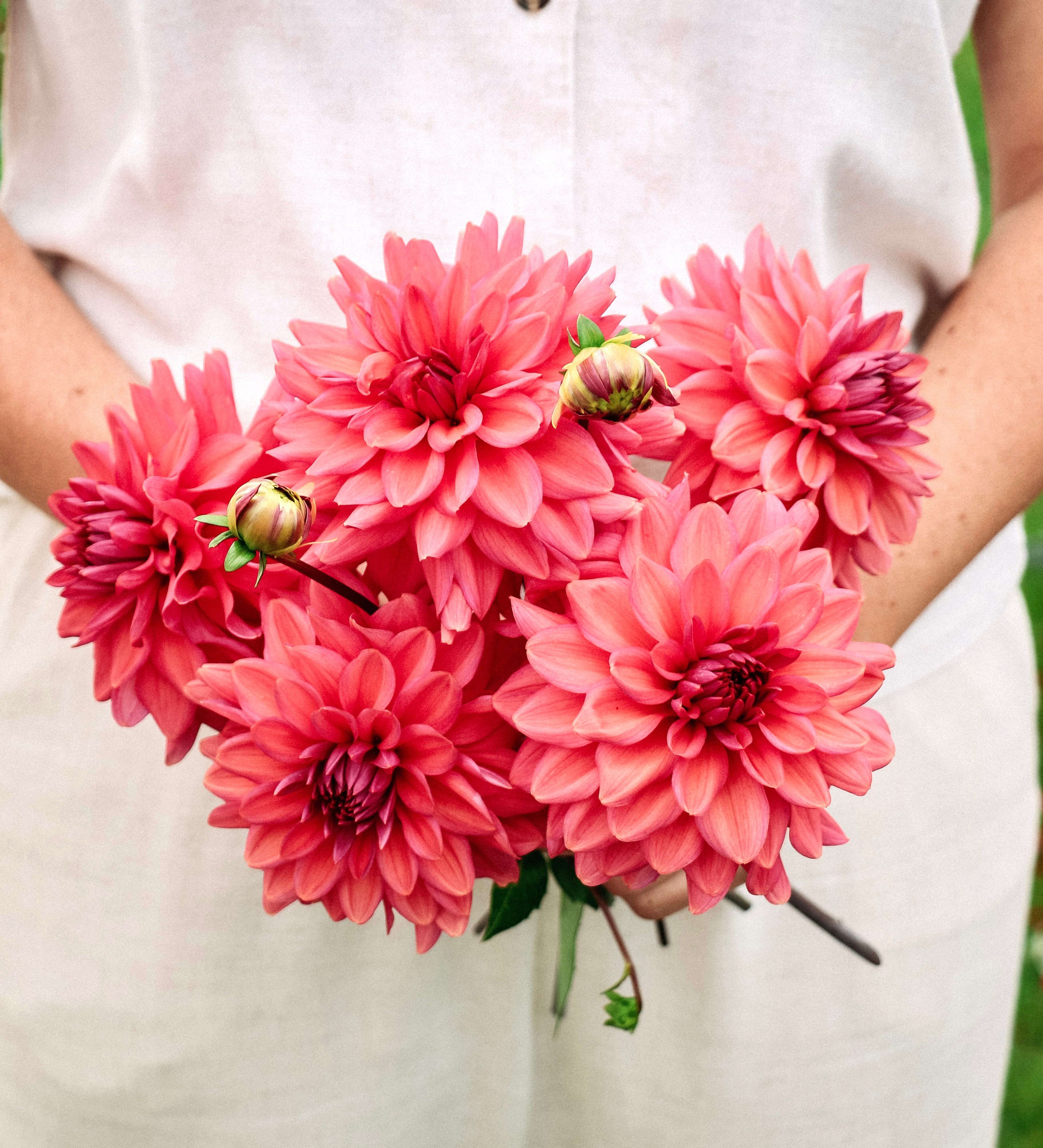 Dahlia 'Negroni Sunset'-Angelo