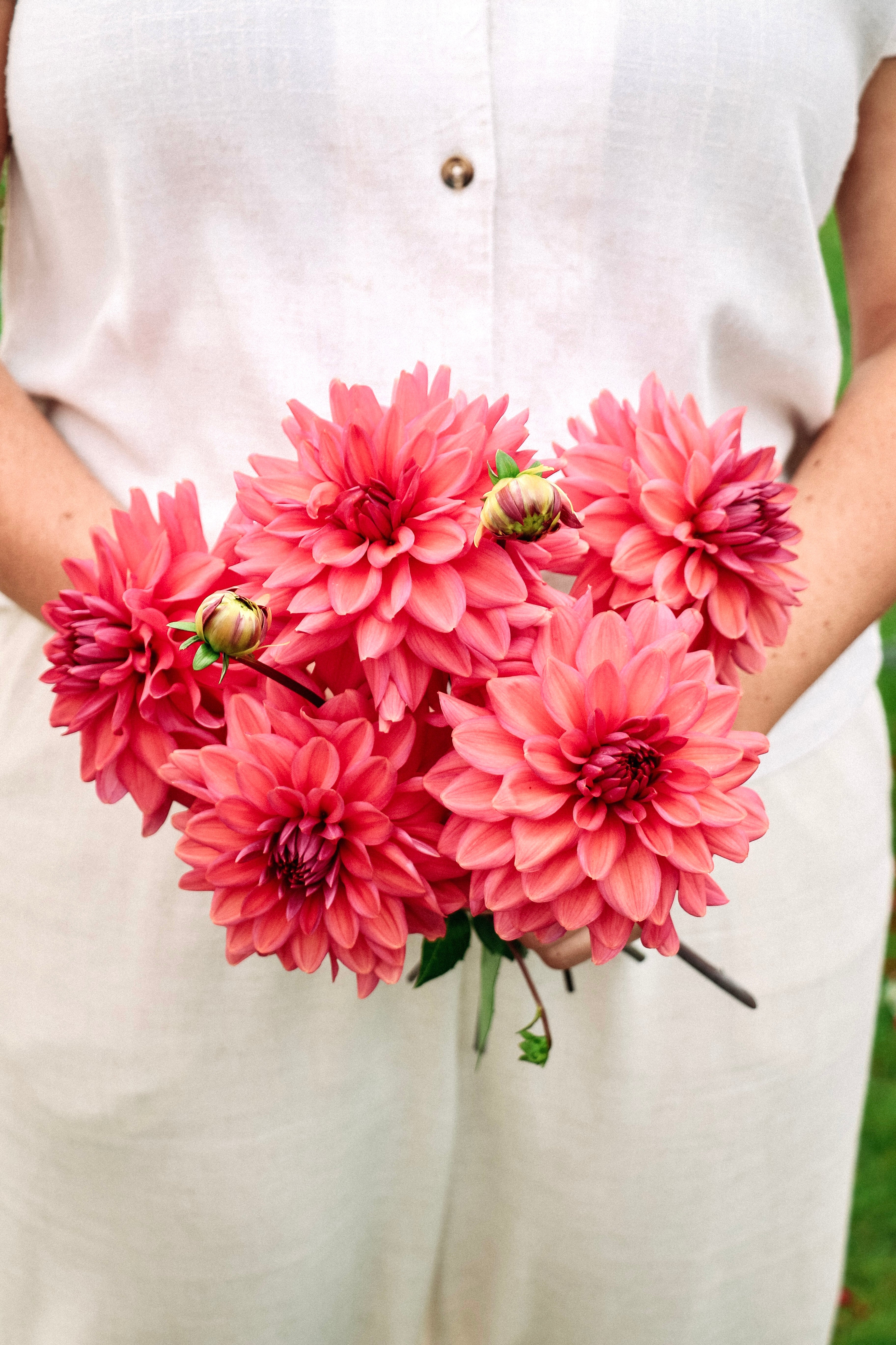 Dahlia 'Negroni Sunset'-Angelo