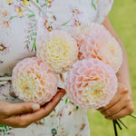 Dahlia 'Opal'-Angelo