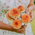 Dahlia 'Orange Breeze'-Angelo
