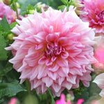 Dahlia 'Otto's Thrill'-Angelo