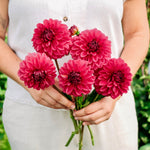 Dahlia 'Perch Hill'-Angelo