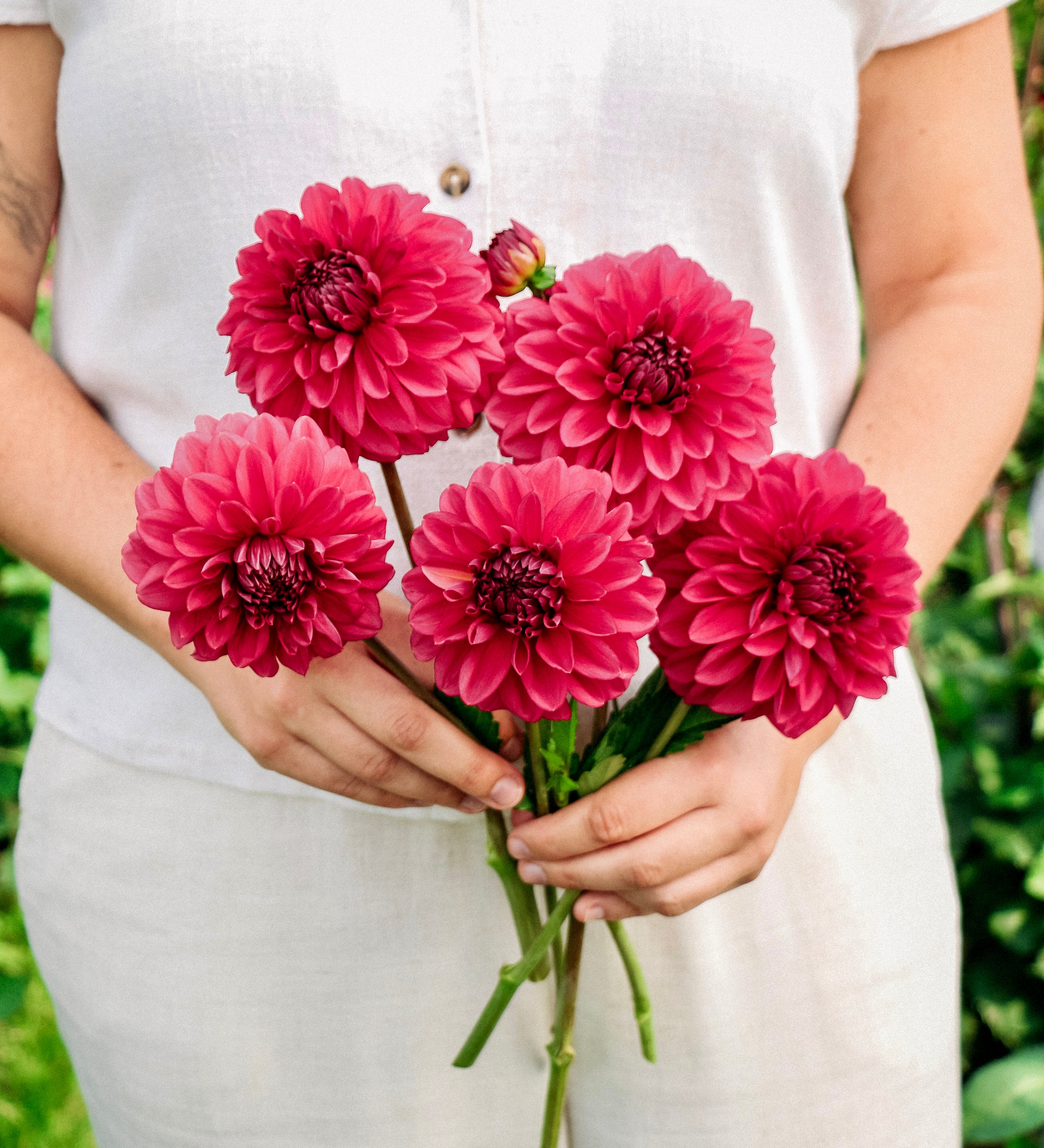 Dahlia 'Perch Hill'-Angelo