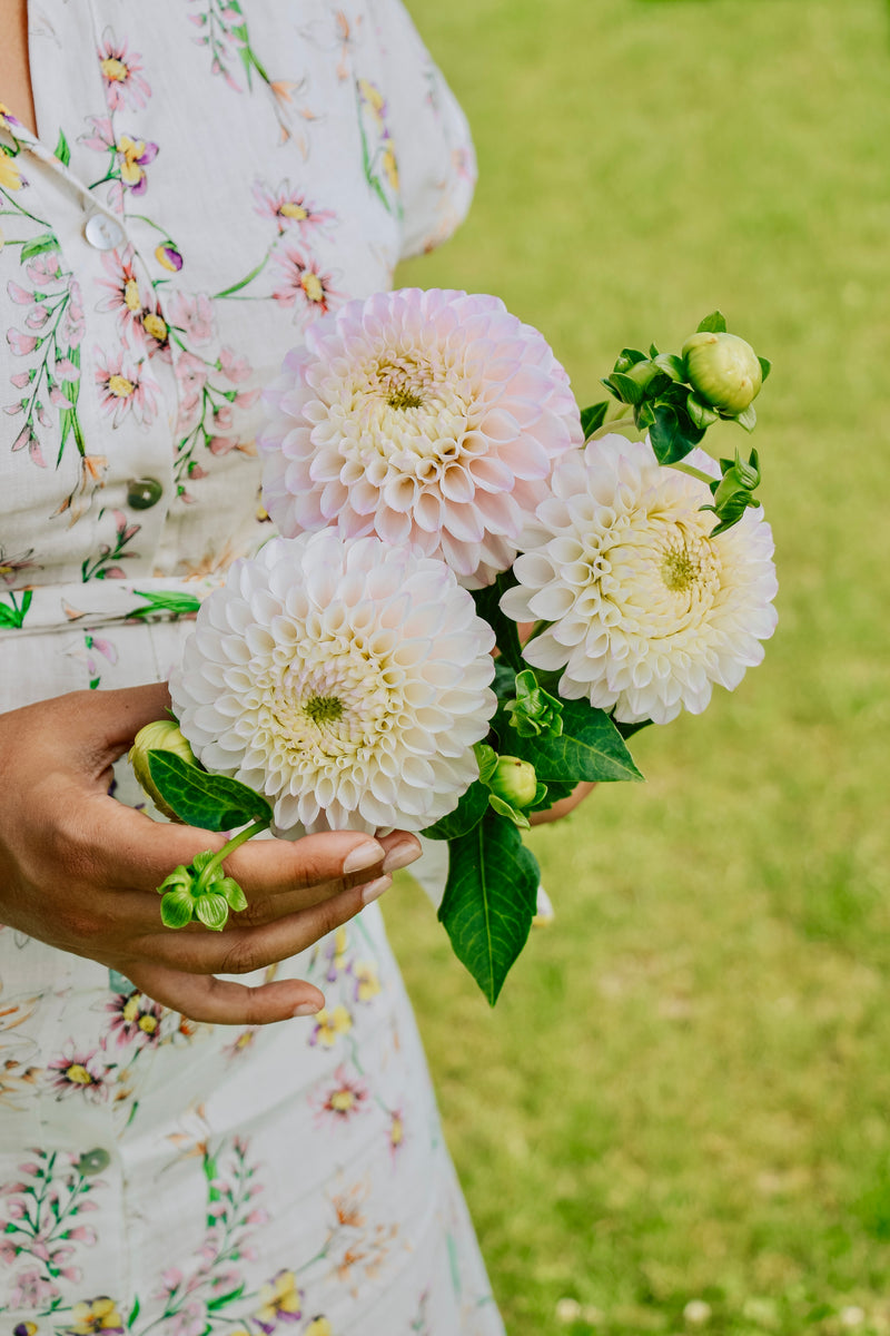 Dahlia 'Pink Pearl'-Angelo