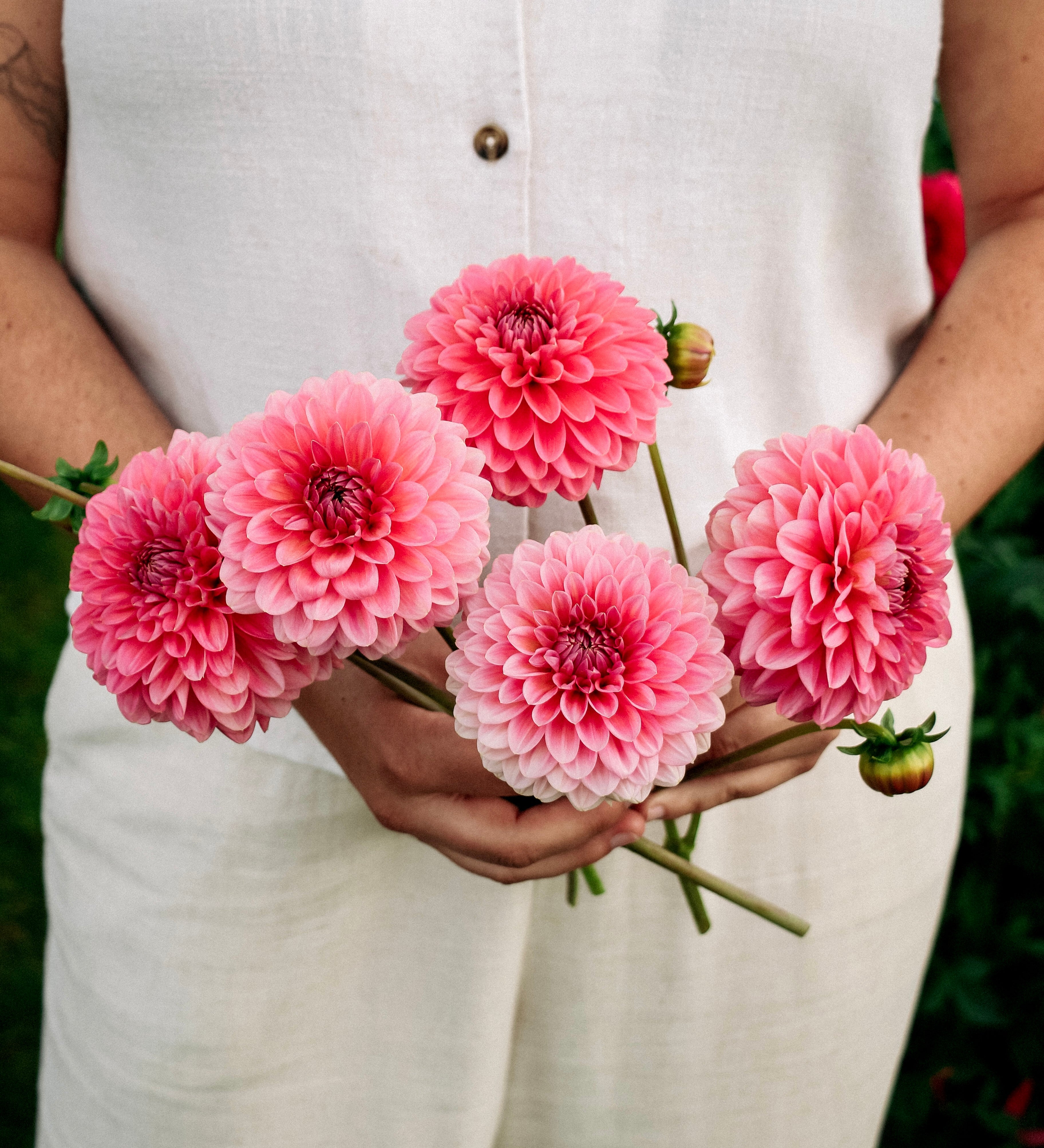Dahlia 'Pink Runner'-Angelo
