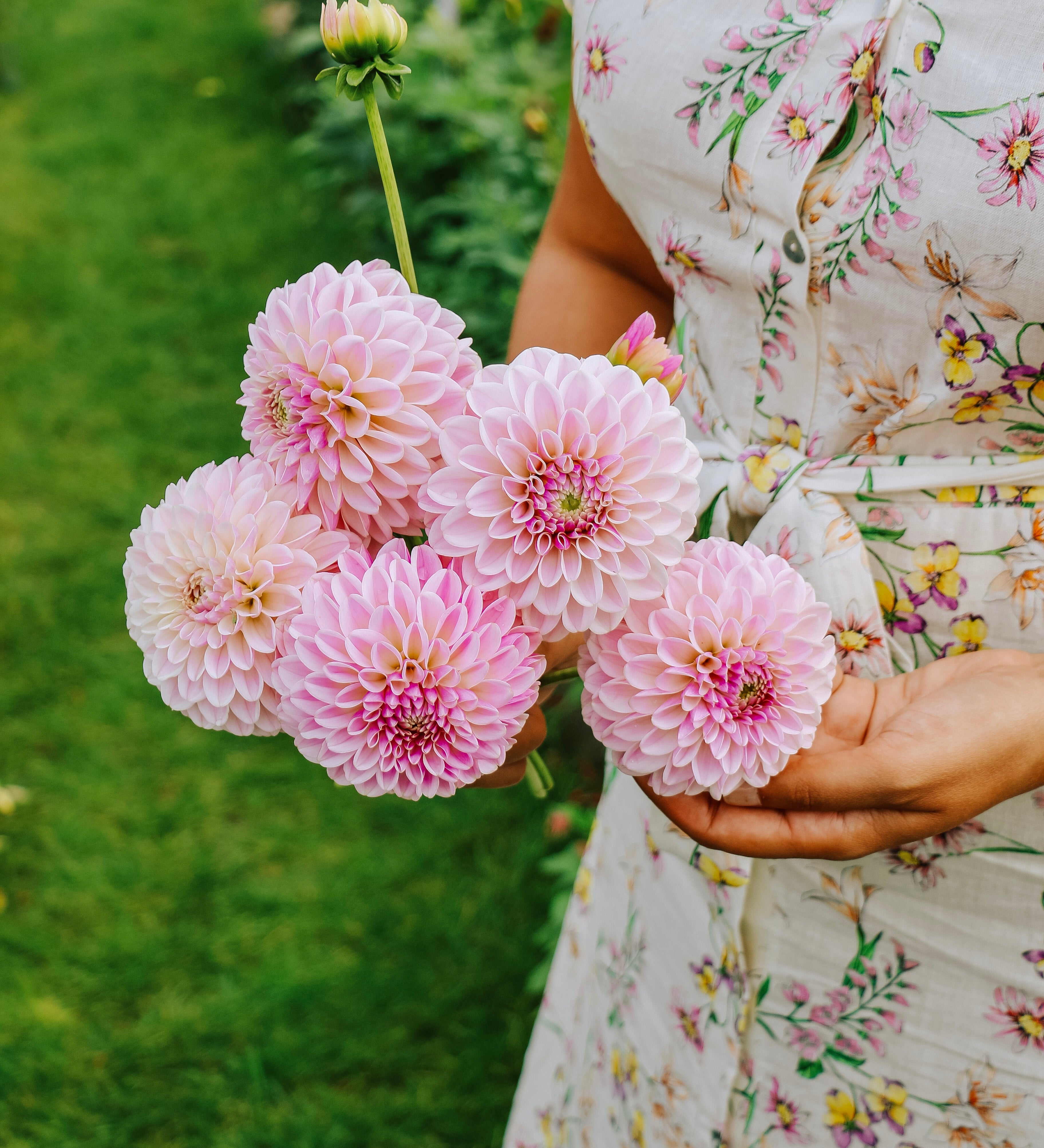 Dahlia 'Pink Silk'-Angelo