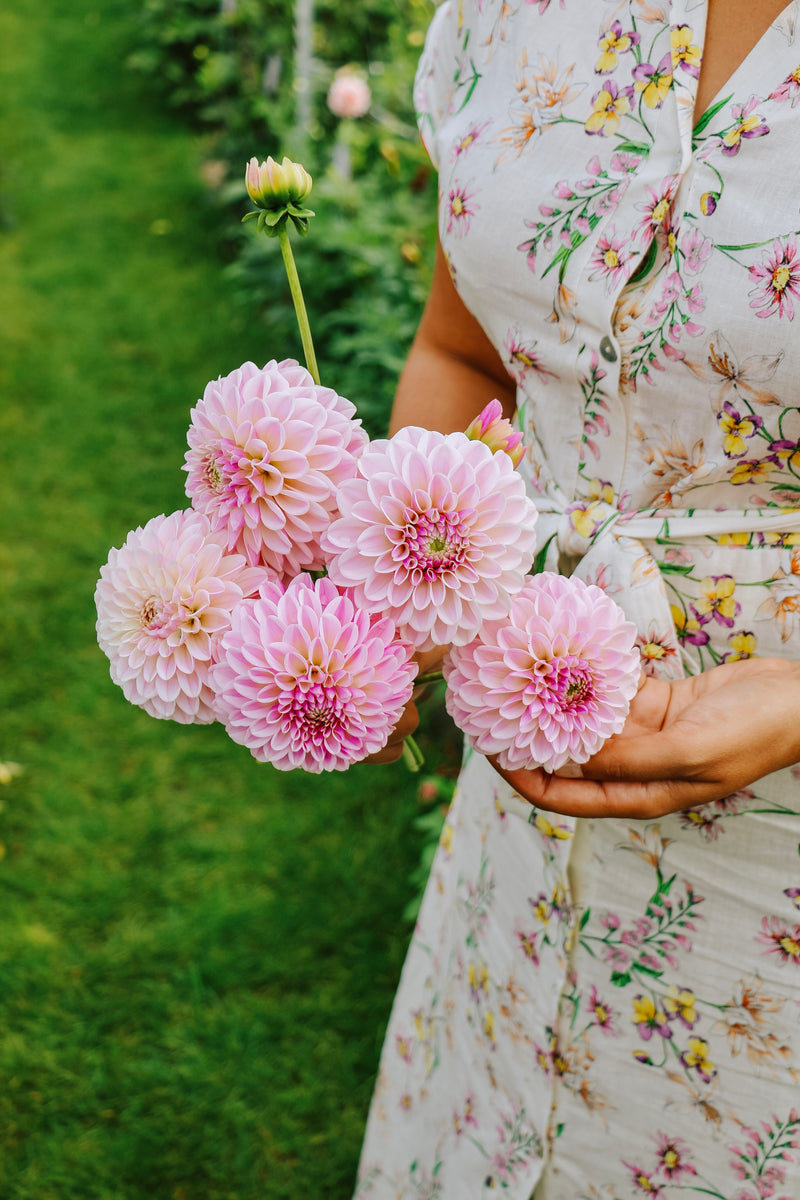 Dahlia 'Pink Silk'-Angelo