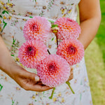 Dahlia 'Pink Suffusion'-Angelo