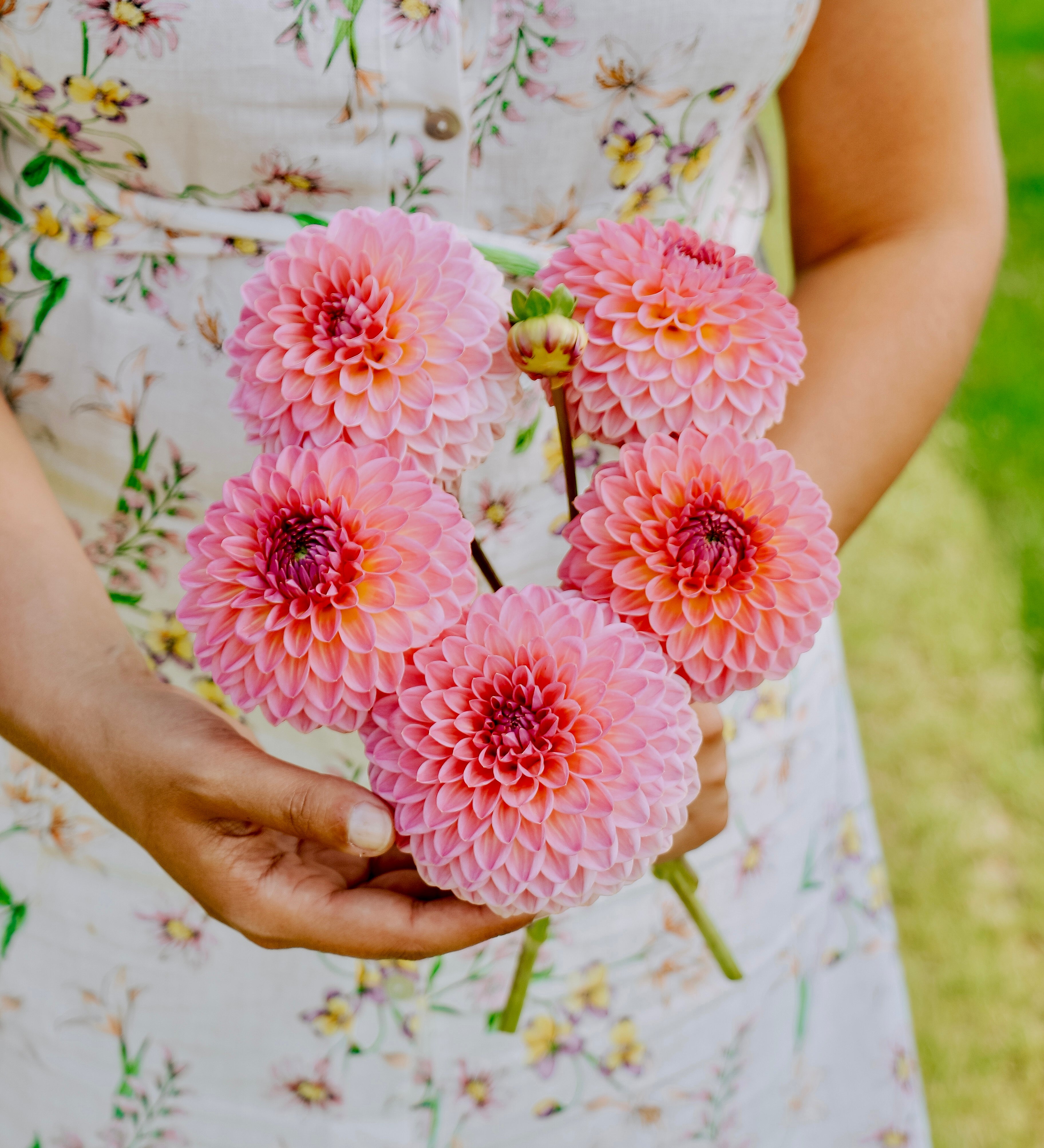Dahlia 'Pink Suffusion'-Angelo
