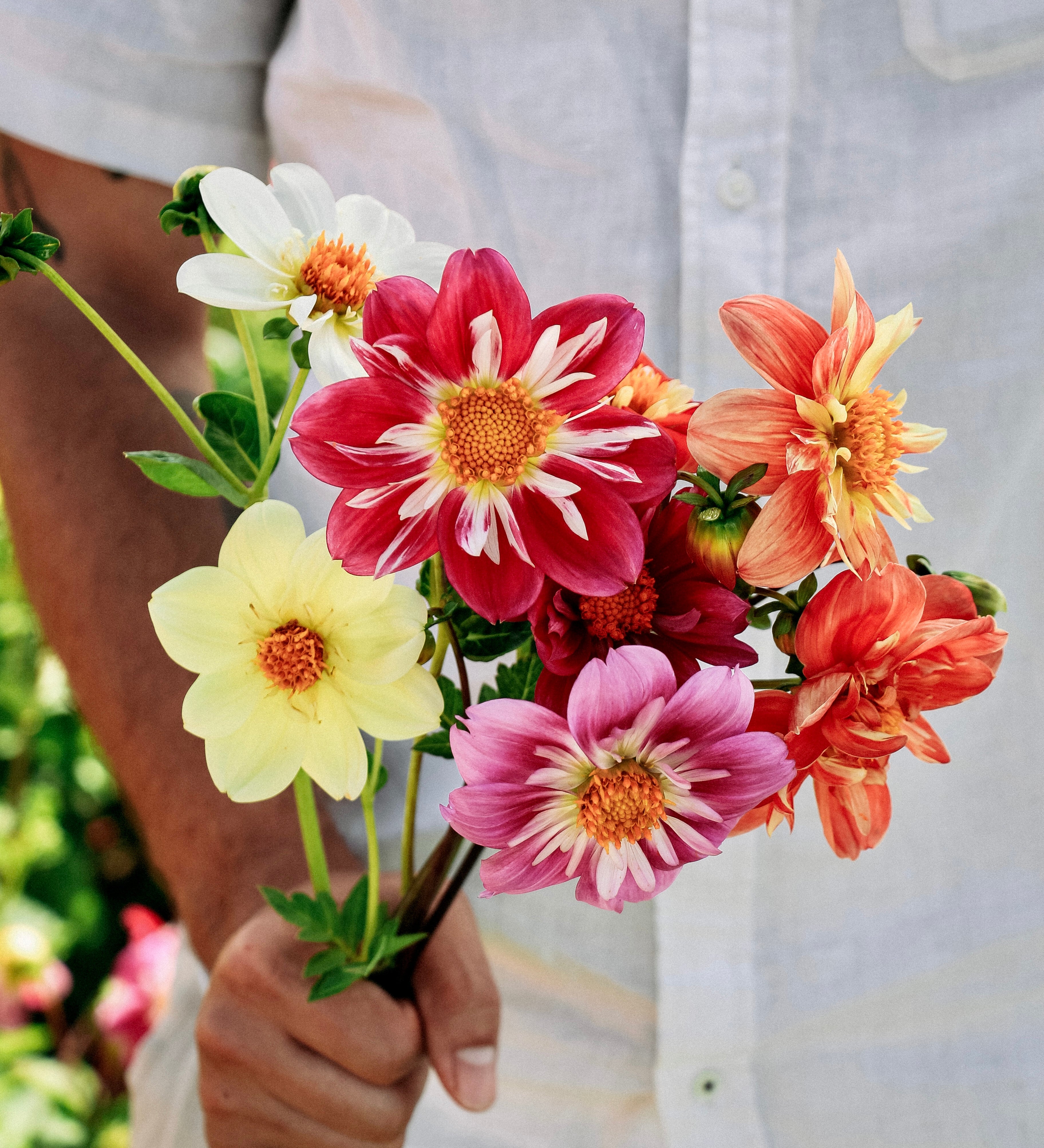 Dahlia pinnata 'dandy improved mix'-Angelo