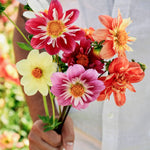Dahlia pinnata 'dandy improved mix'-Angelo