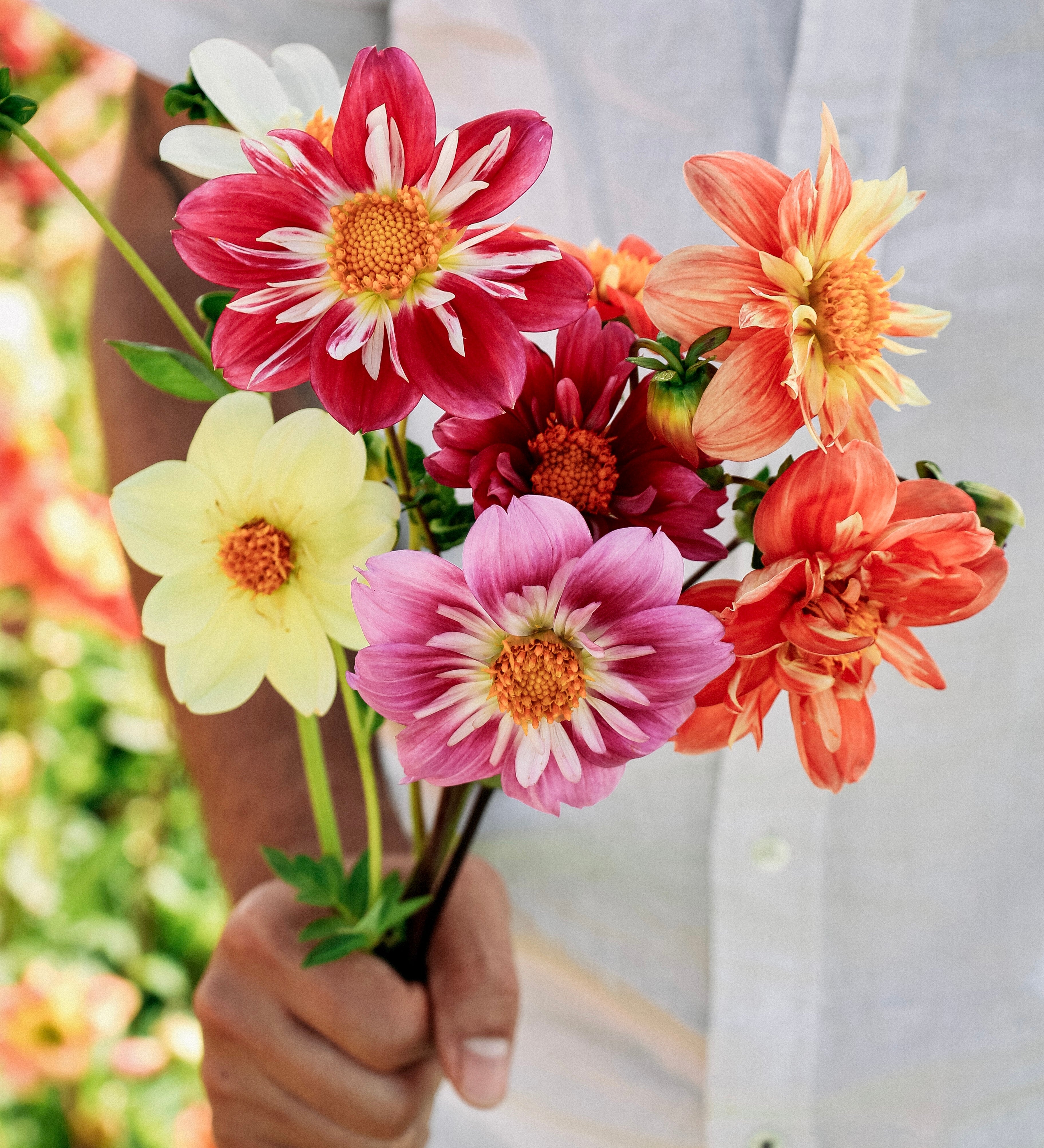 Dahlia pinnata 'dandy improved mix'-Angelo