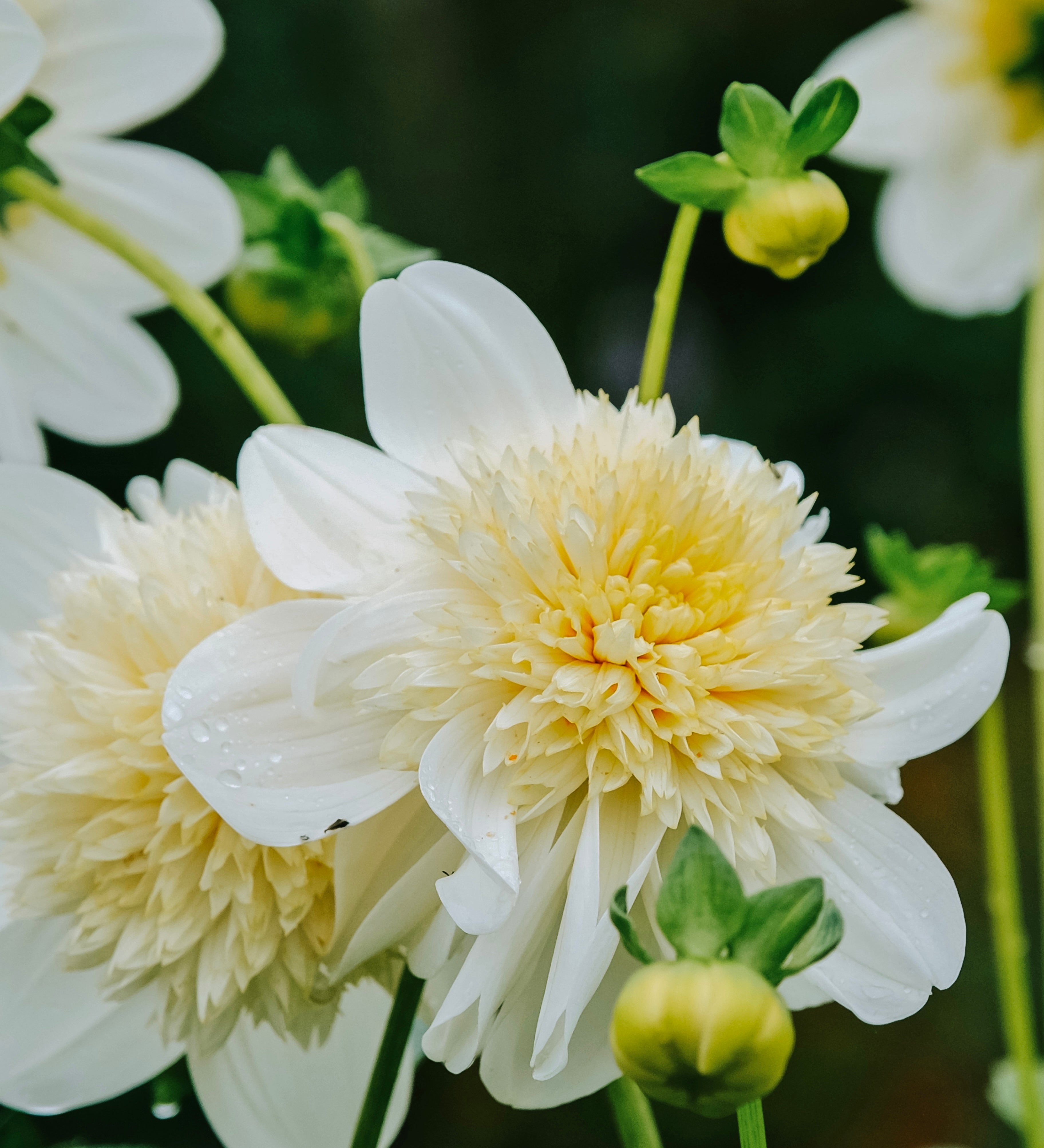 Dahlia 'Platinum Blonde'-Angelo