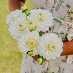 Dahlia 'Polar Ice'-Angelo