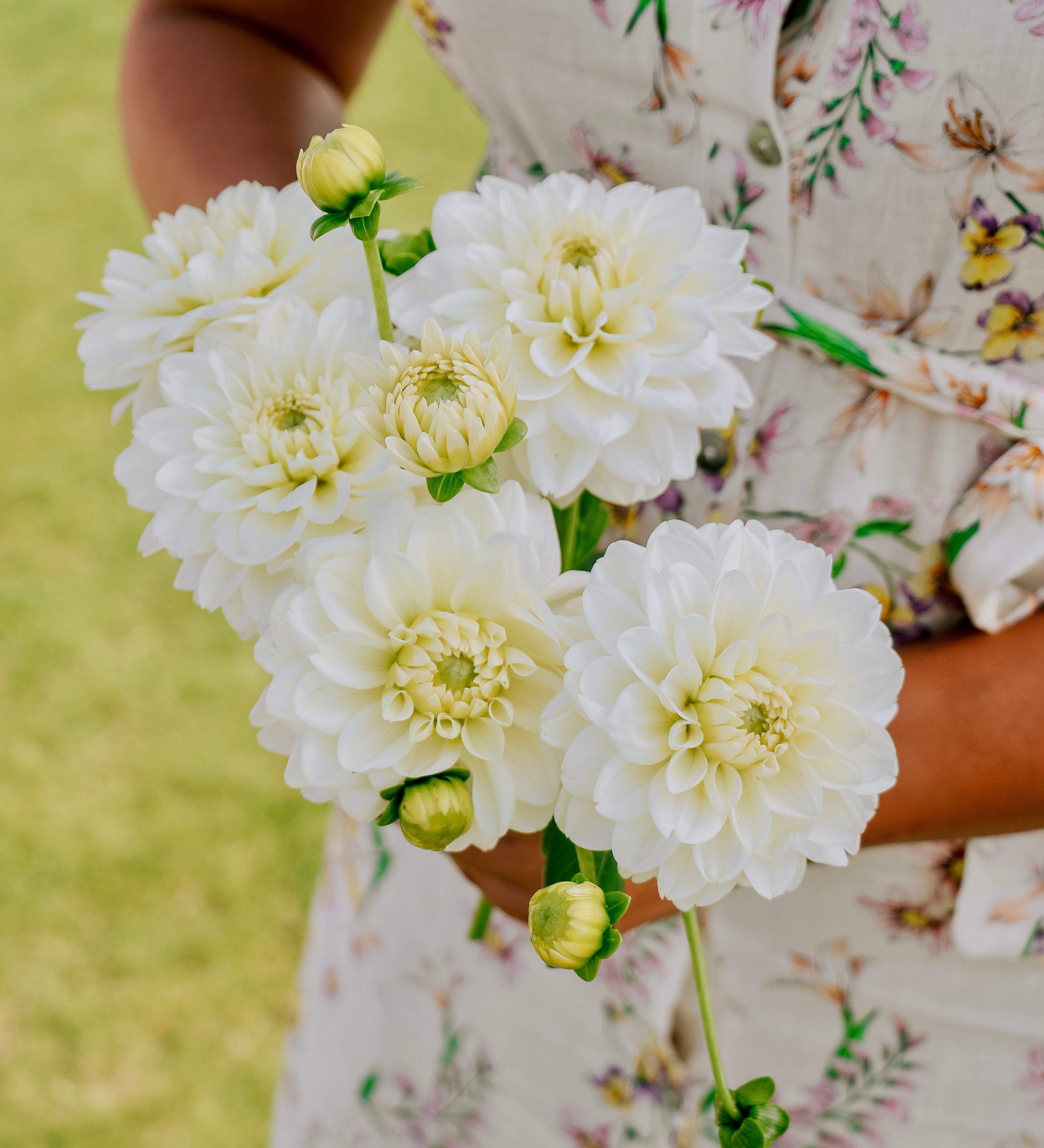 Dahlia 'Polar Ice'-Angelo