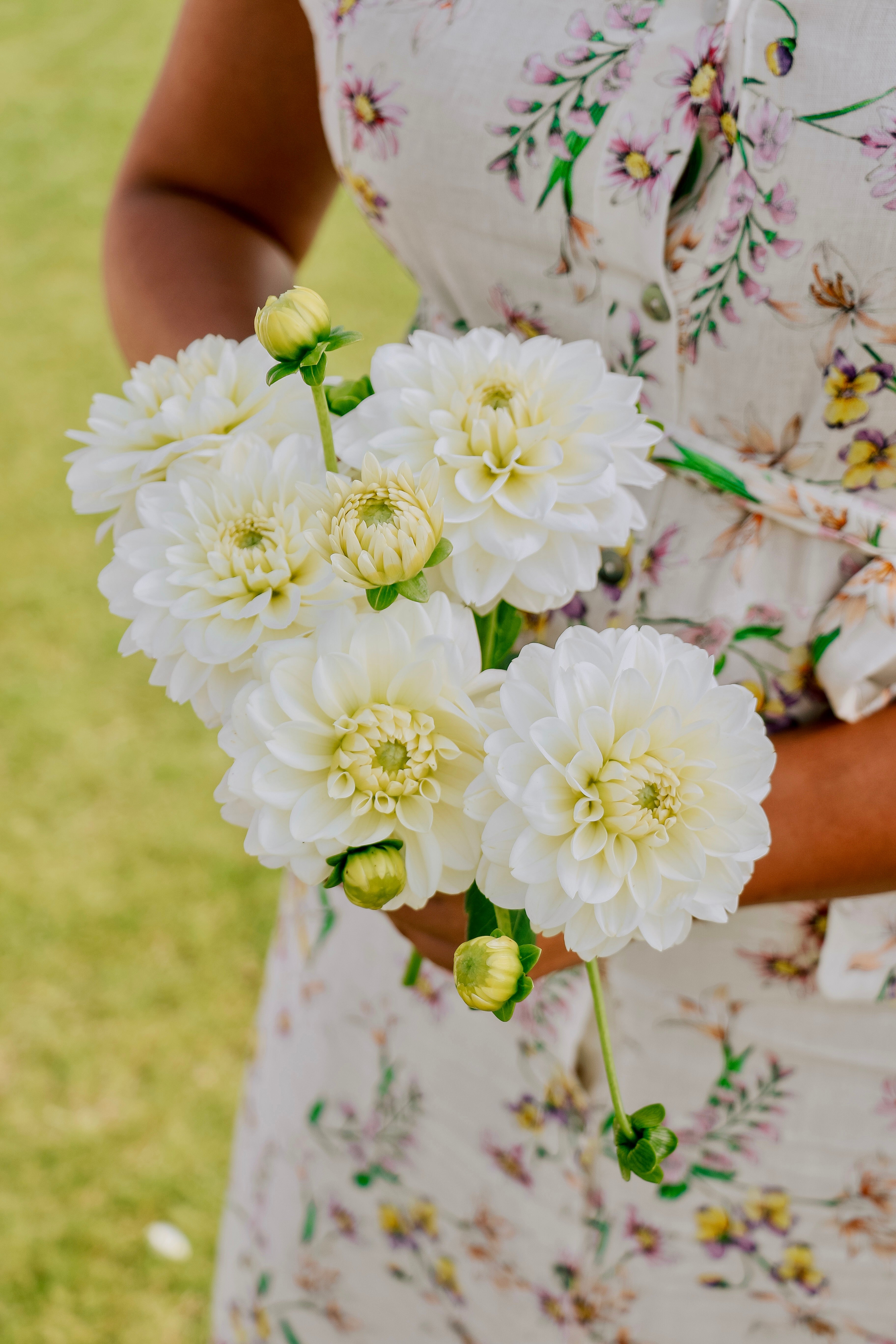 Dahlia 'Polar Ice'-Angelo
