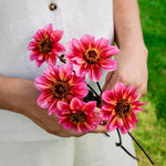 Dahlia 'Princess Nadine'-Angelo