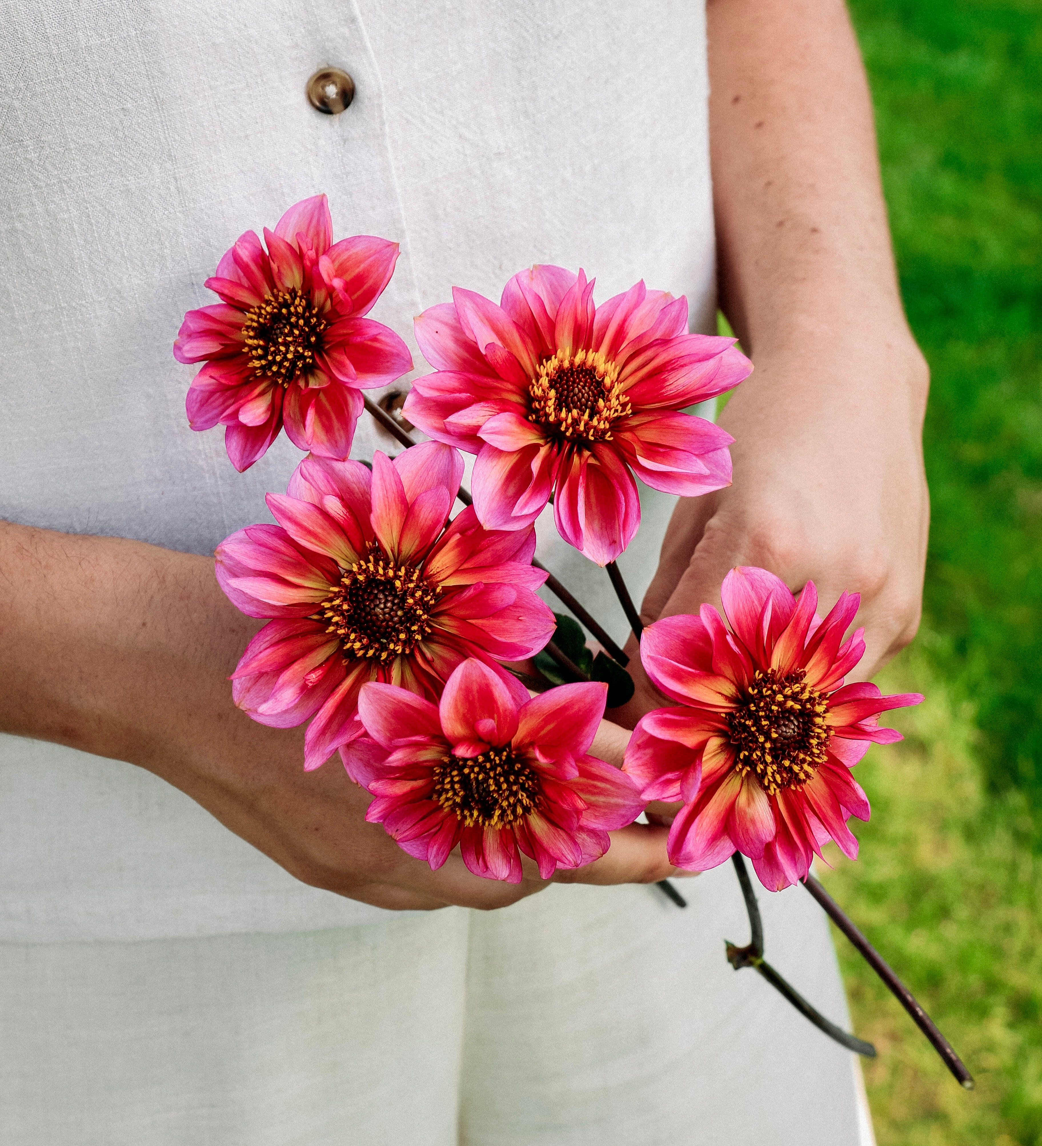 Dahlia 'Princess Nadine'-Angelo
