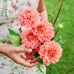 Dahlia 'Rosario'-Angelo