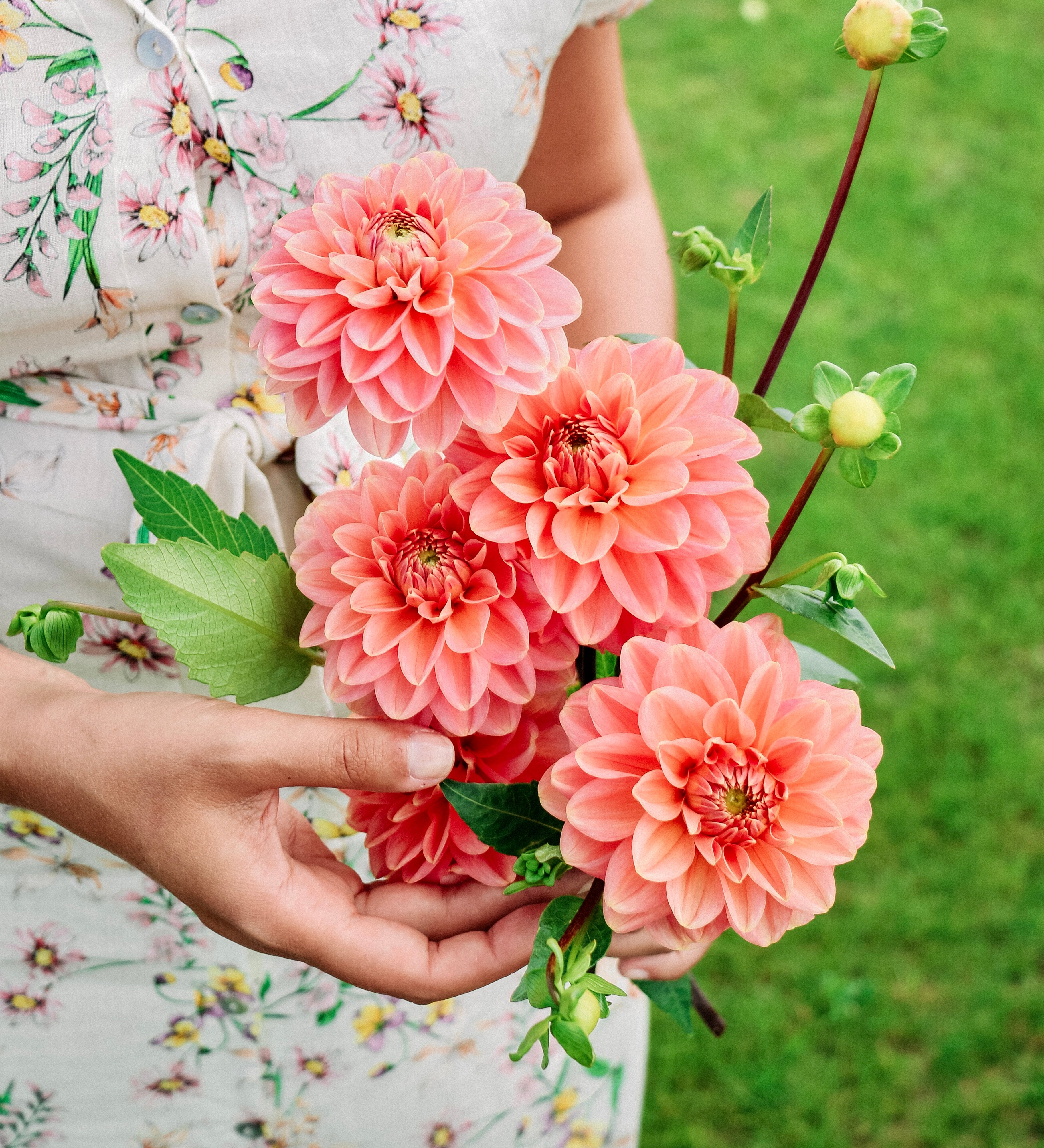 Dahlia 'Rosario'-Angelo