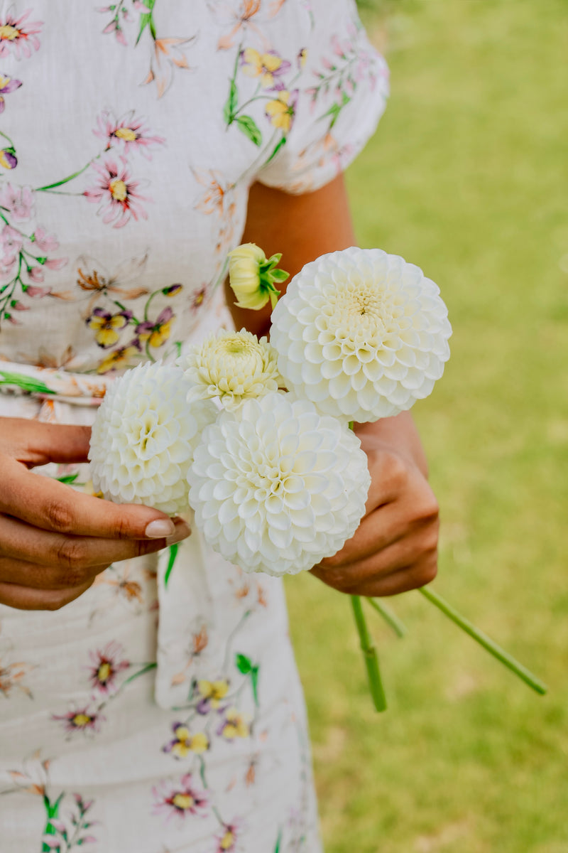 Dahlia 'Ryecroft Jan'-Angelo