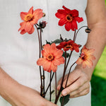 Dahlia 'Schippers Bronze'-Angelo