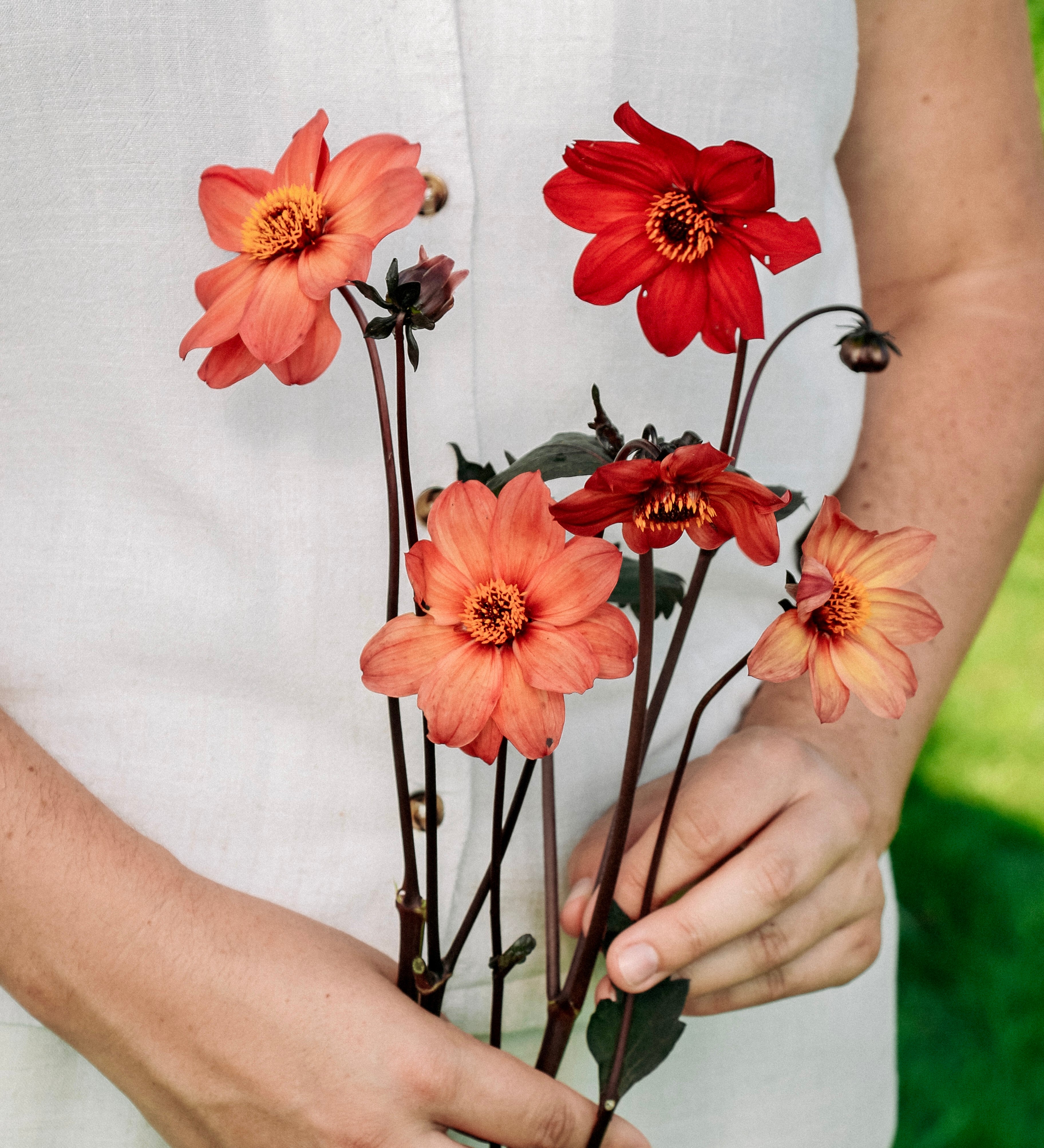 Dahlia 'Schippers Bronze'-Angelo