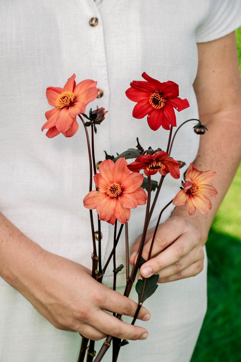 Dahlia 'Schippers Bronze'-Angelo