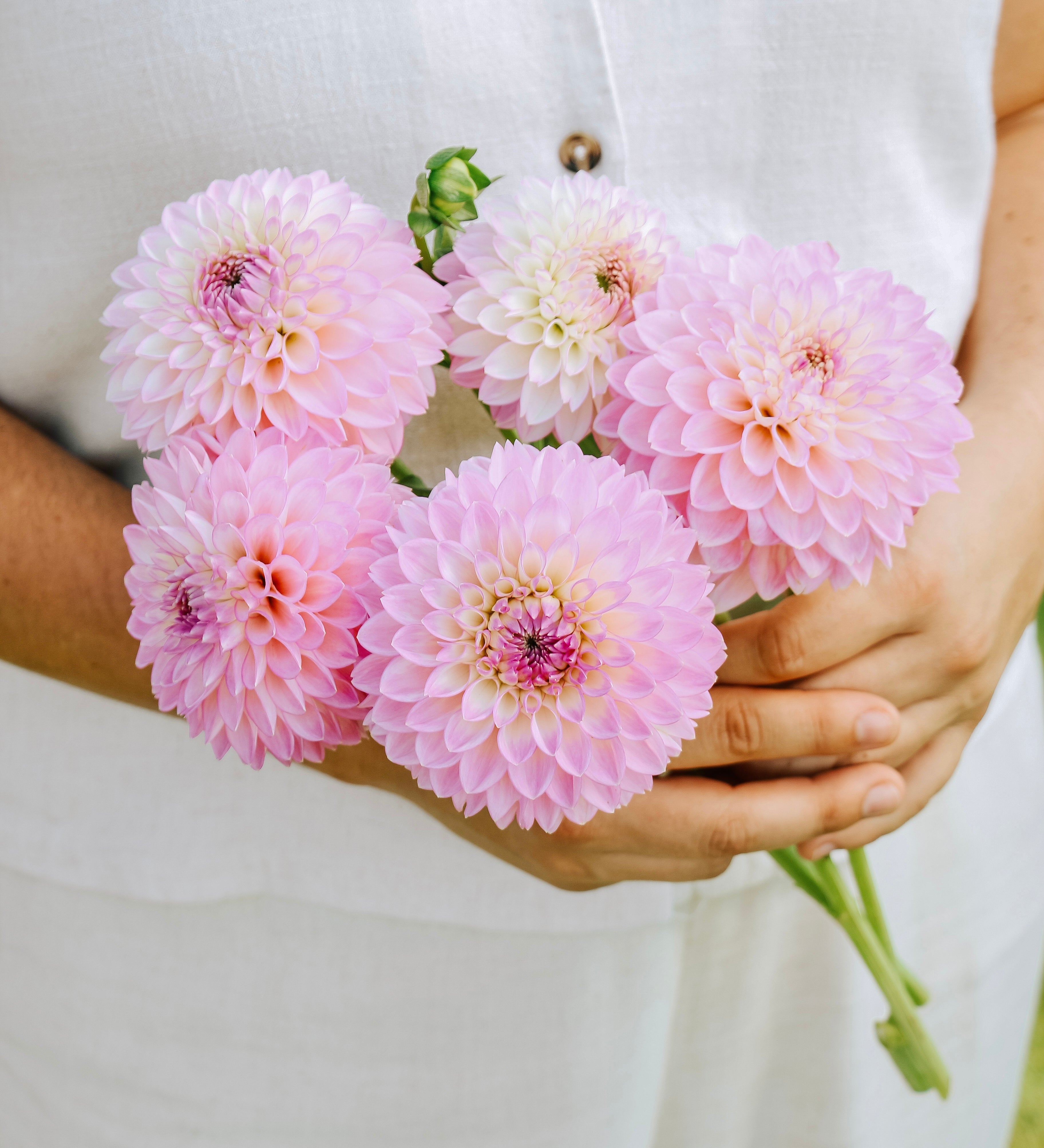 Dahlia 'Sefton Silvertop'-Angelo