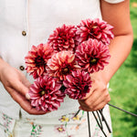 Dahlia 'Seniors Hope'-Angelo