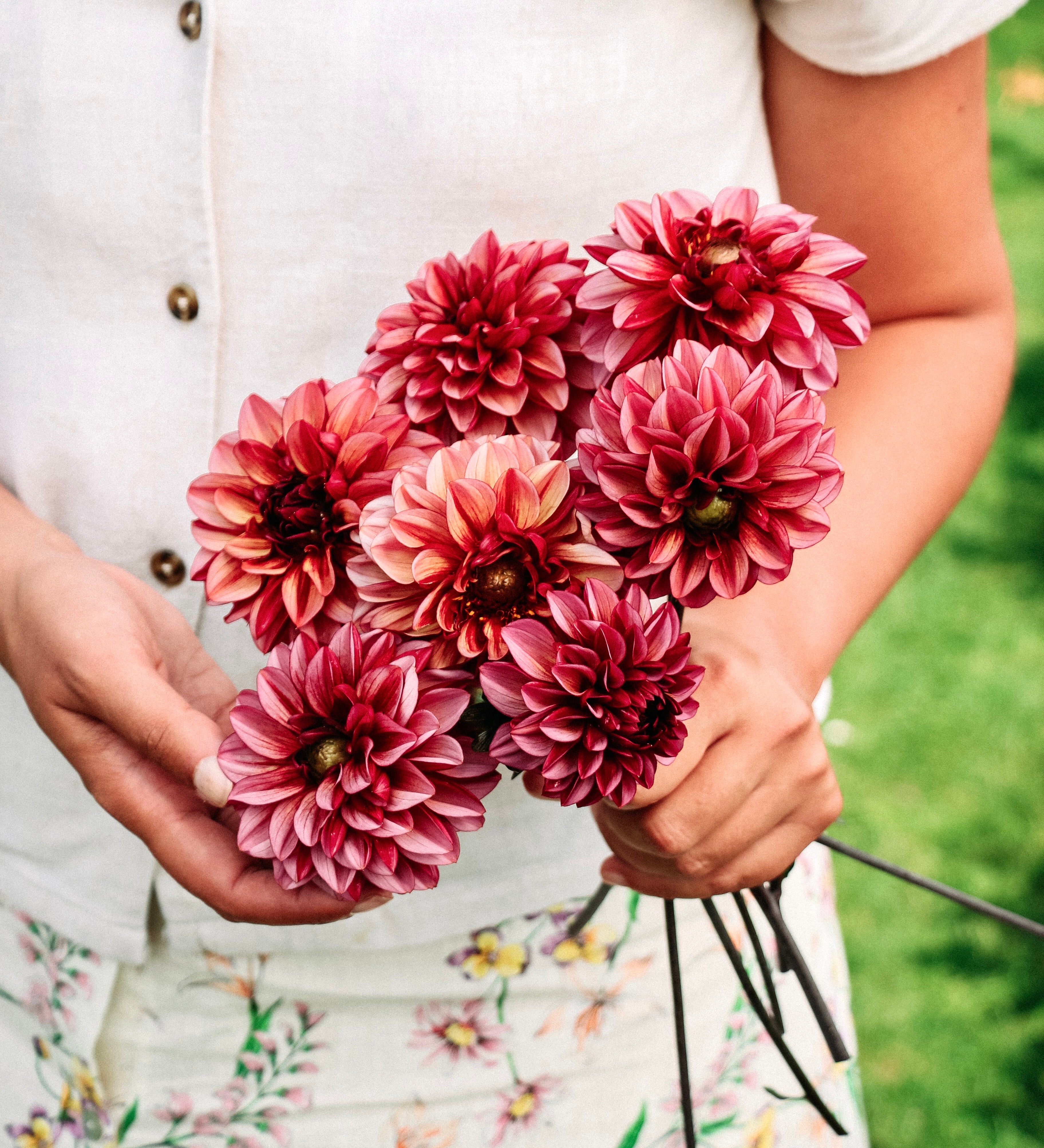 Dahlia 'Seniors Hope'-Angelo