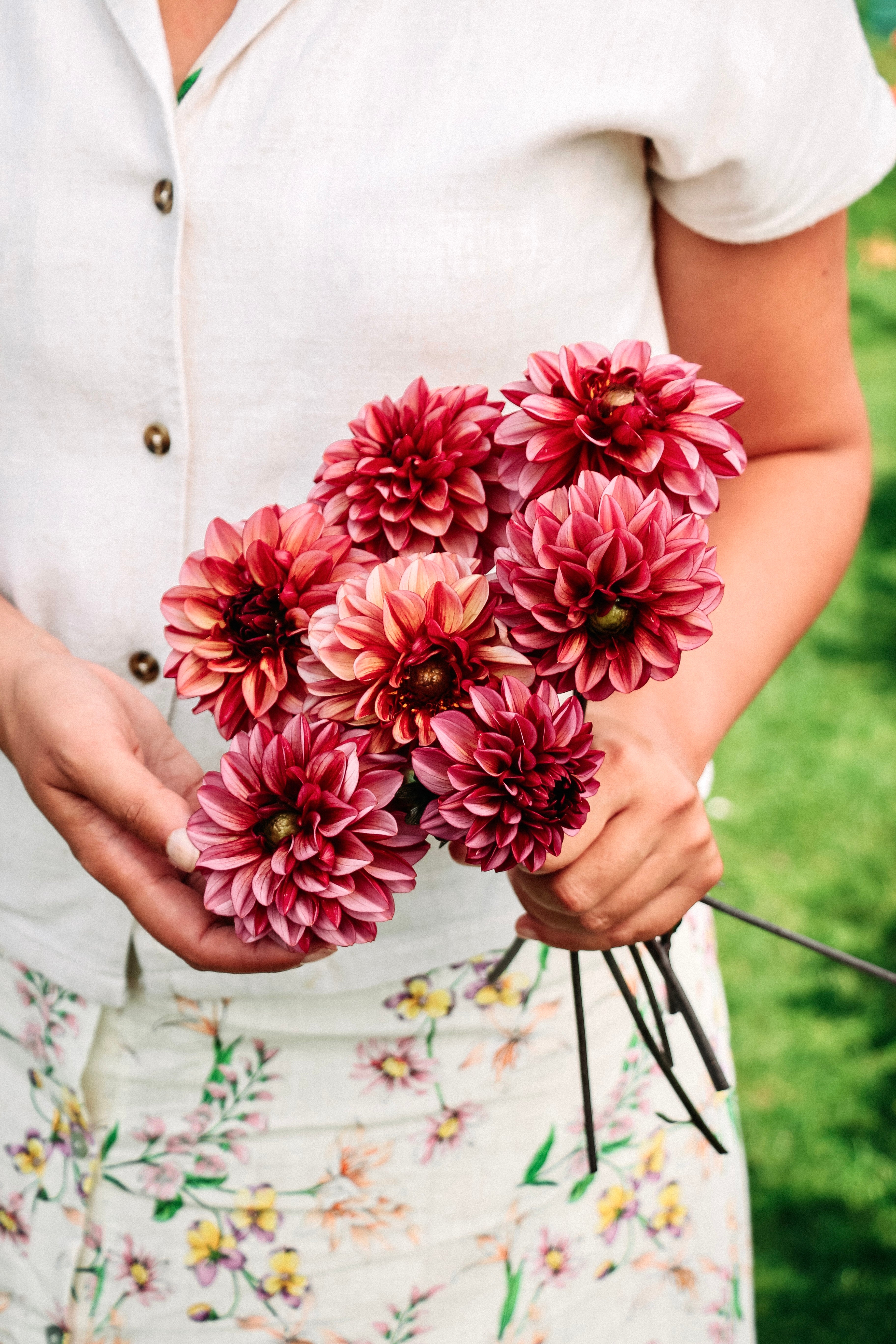 Dahlia 'Seniors Hope'-Angelo